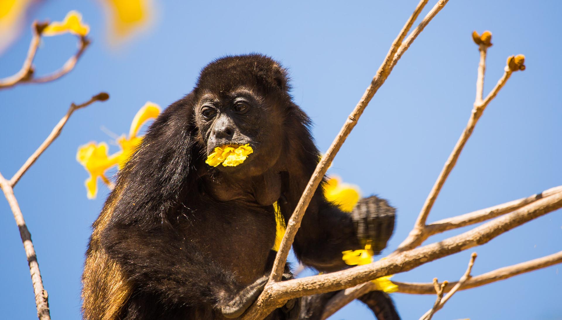 Monkeys mark more territory around noise pollution